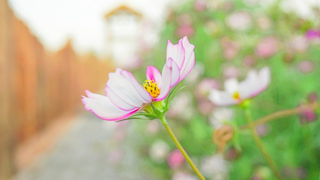 波斯菊