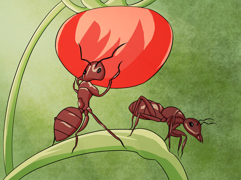 蚂蚁西红柿