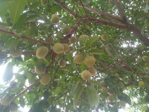 毛桃树