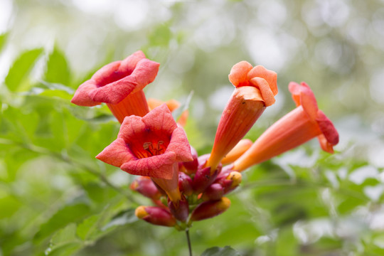 凌霄花