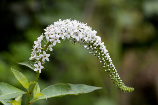 狼尾花