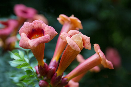 凌霄花