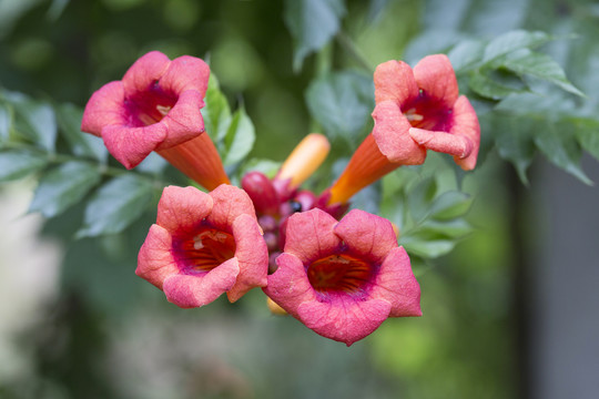 凌霄花