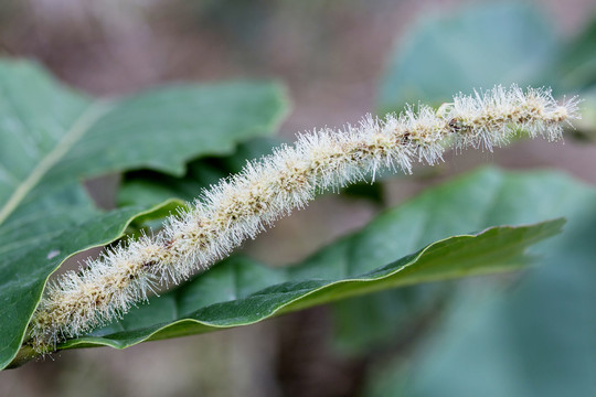 板栗花