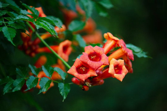 凌霄花
