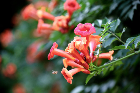 凌霄花
