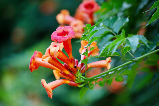 凌霄花