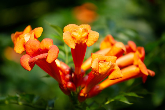 凌霄花