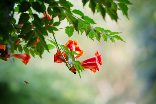 凌霄花