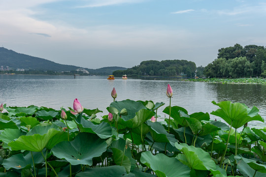 玄武湖畔