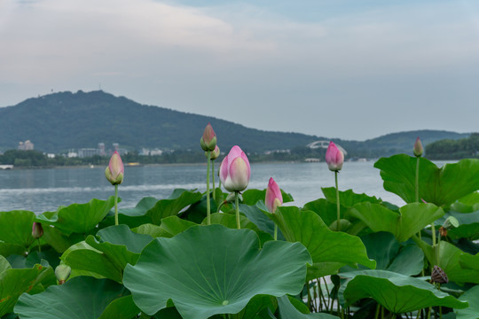 南京玄武湖