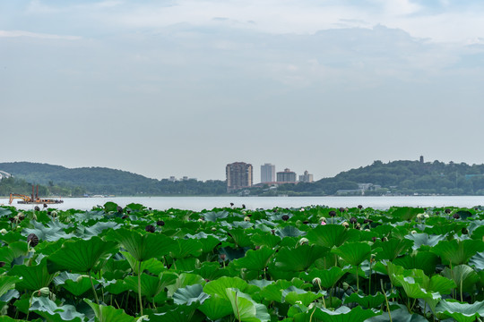 玄武湖全景