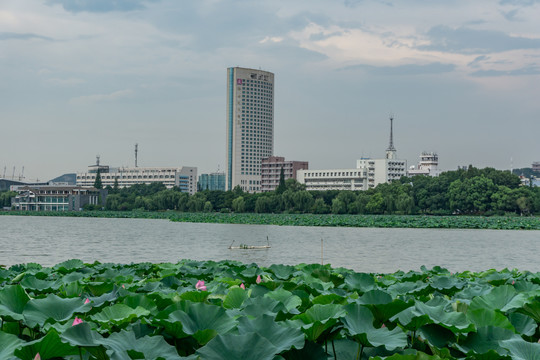 玄武湖畔