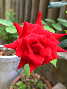 月季花
