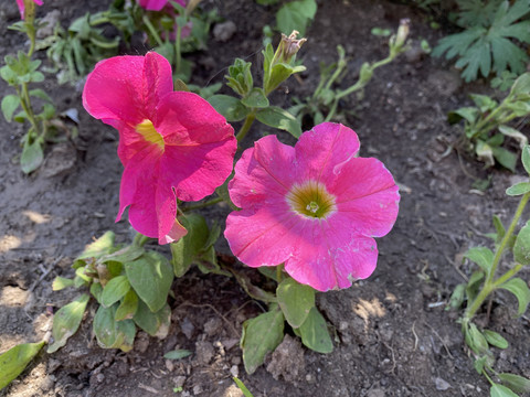 碧冬茄花