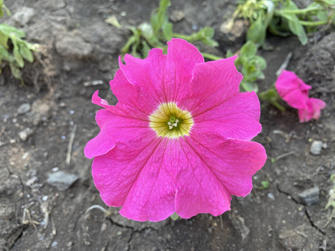 碧冬茄花