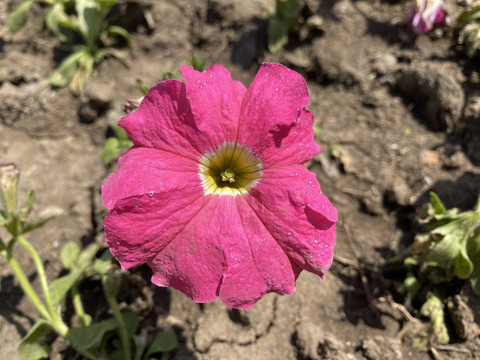 碧冬茄花