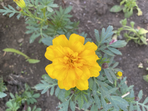 万寿菊花