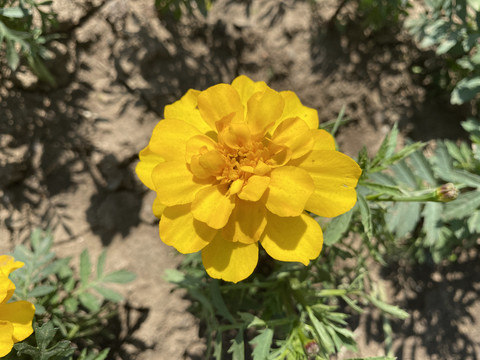 万寿菊花