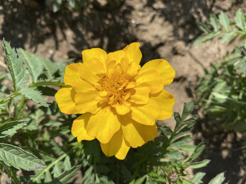 万寿菊花