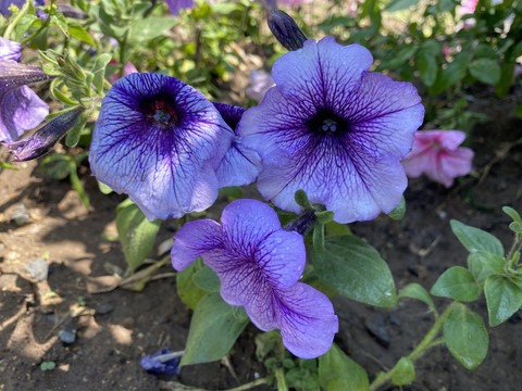 碧冬茄花
