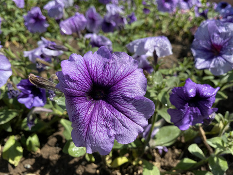 碧冬茄花