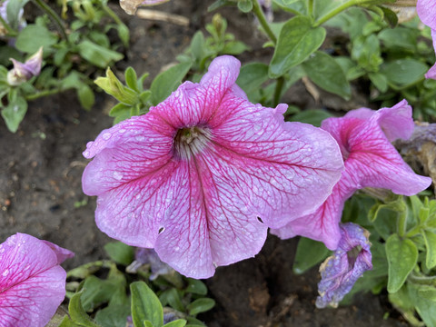 碧冬茄花