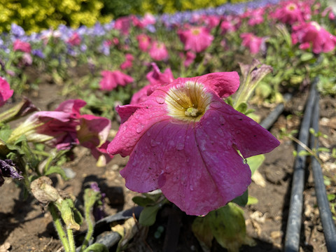 碧冬茄花