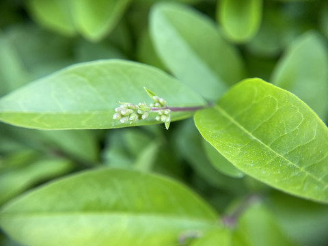 小蜡树