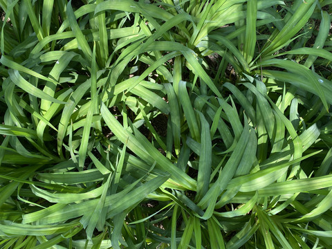萱草