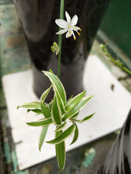 金边吊兰开花了