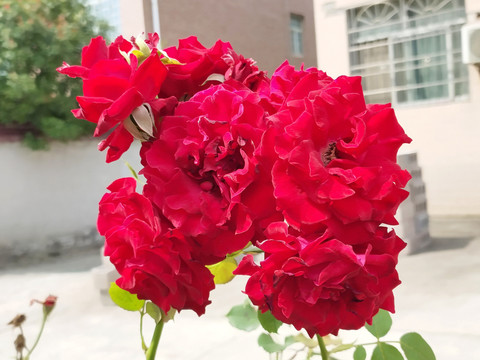盛开的月季花