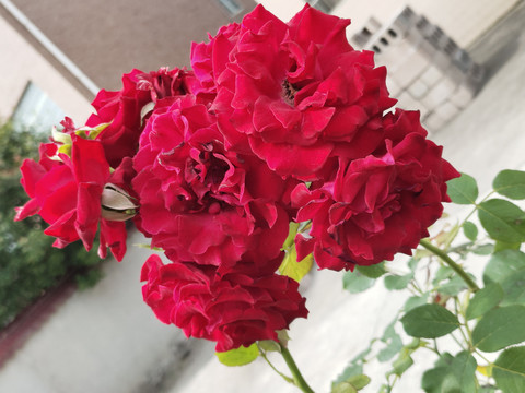盛开的月季花
