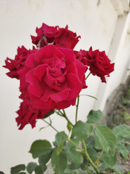 月季花