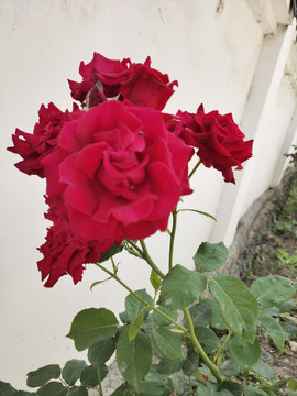 月季花