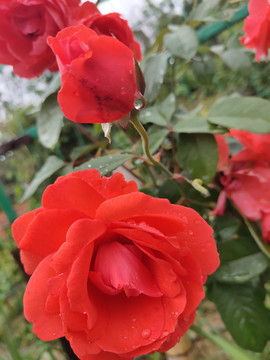 月季花