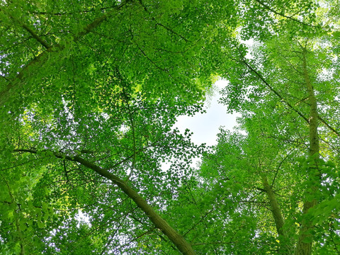 绿树天空