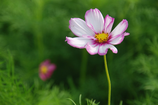 波斯菊