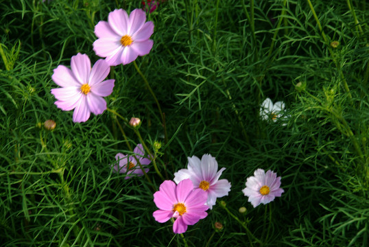 波斯菊