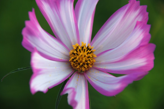 波斯菊