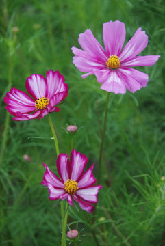 波斯菊