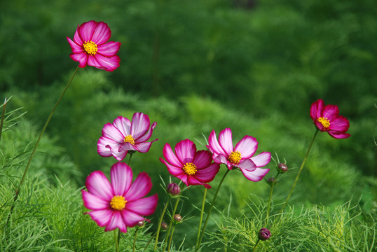 波斯菊