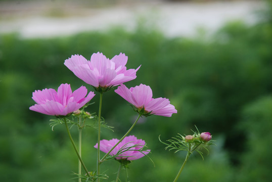 波斯菊