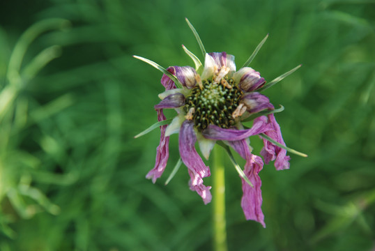 波斯菊
