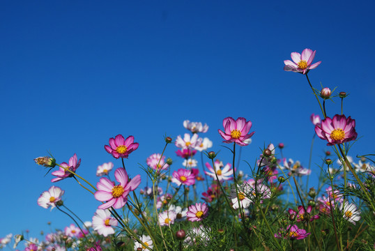 波斯菊