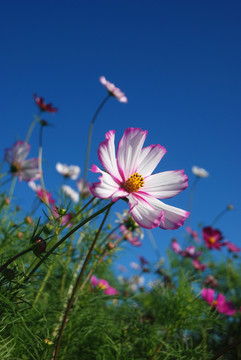 波斯菊
