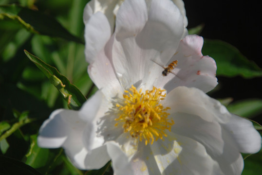 芍药花与蜜蜂