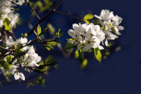 山荆花