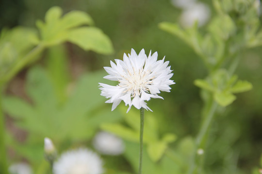 朱武花卉矢车菊