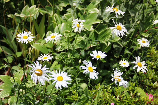 花海马兰花